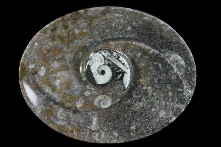 Oval Shaped Fossil Goniatite Dish #73756